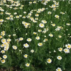 Chamomile, Roman